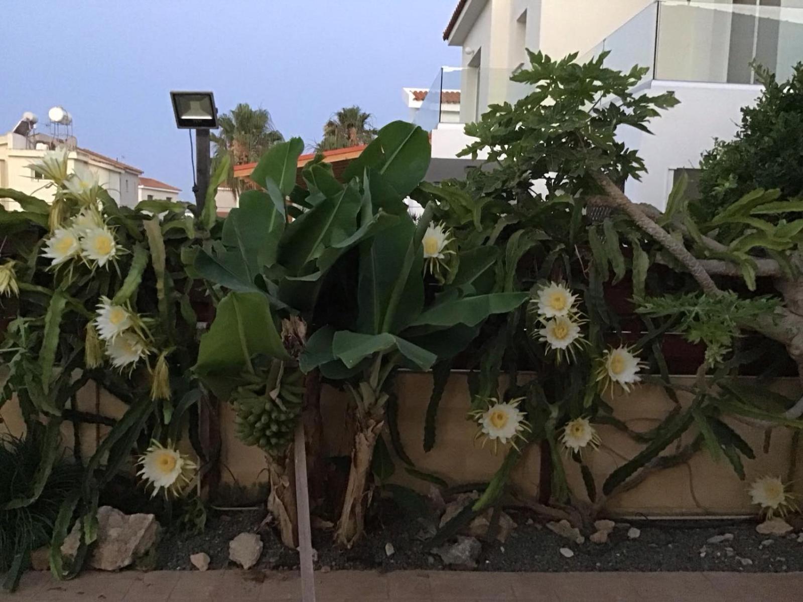 Carolyn Villa Ayia Napa Exterior foto